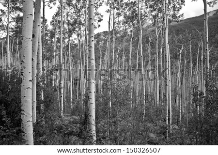 Birch trees, Aspen Colorado