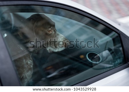 Dog left alone in locked car. Abandoned animal in closed space. Danger of pet overheating or hypothermia. Owner\'s negligence and health threat