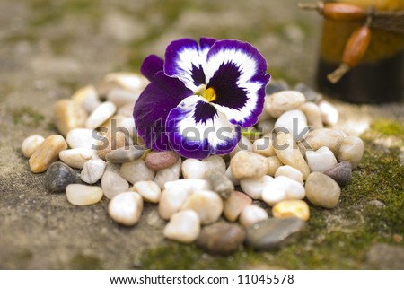 zen pebbles and colored flower on white pebbles oriental meditation concept