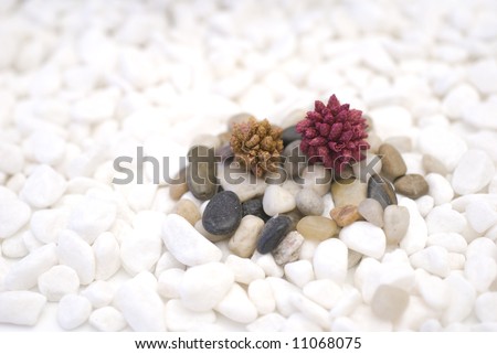 zen colored pebbles on white pebbles oriental meditation concept