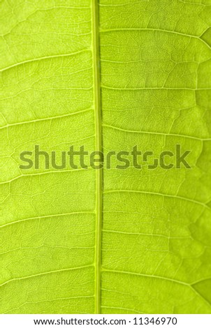 green  leaf macro, botanical background