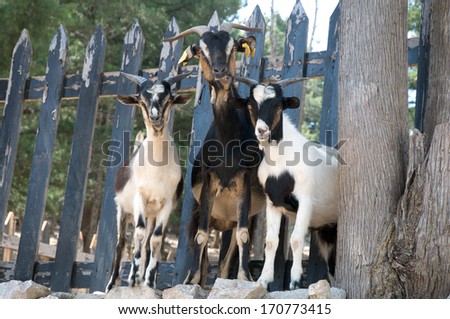 Three goats standing on the rocks on the background of the fence