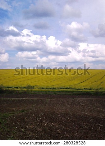 Photo of arable land and field full of yellow flowers with blue sky and lot of clouds above