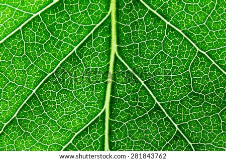Macro close up photo of a green leaf with visible veins and leaf structure