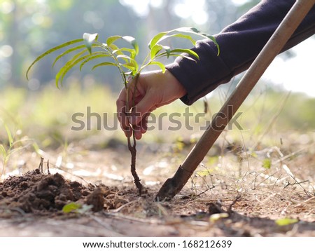 planting trees to save the world.