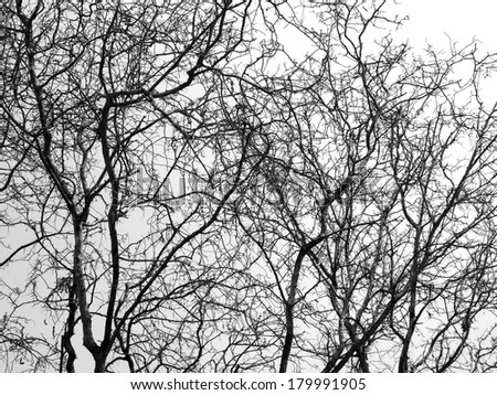 art of branch , black and white , B&W