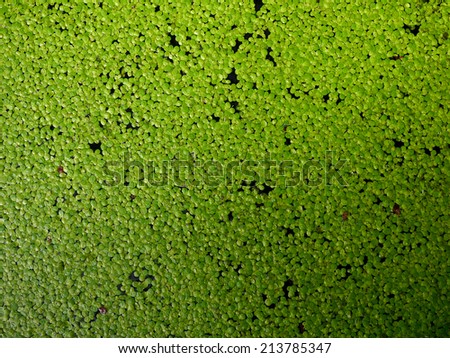 aquatic plant background