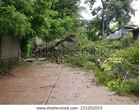 Udonthani, Thailand - SEP 5 : Damaged fallen tree on a rural road after a strong storm. Employees are cutting trees to clear the area on september 5, 2014 in Udonthani, Thailand.