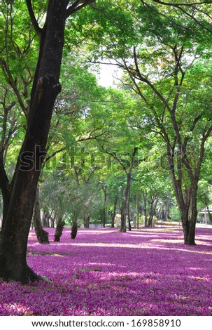 Park in spring season colorful
