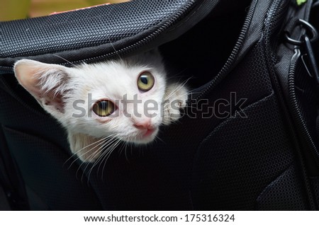 Little kitten out of from camera bag with big eyes