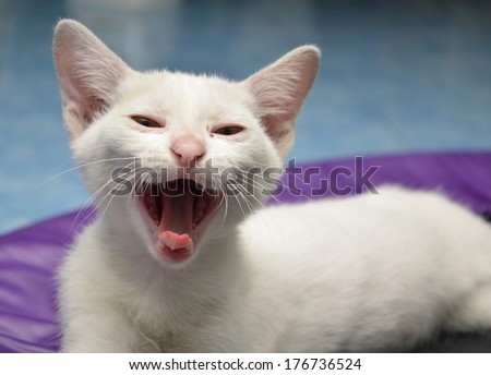 Little cat yawning opening mouth wild