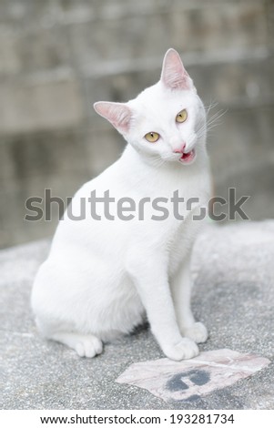 Little white cat mouth open sitting on table