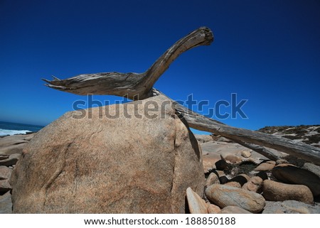 Driftwood on the Skeleton coast, Namaqualand, Northern Cape, South Africa