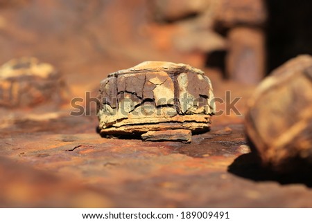 Macro of a fragmenting rusty bolt on a shipwreck on the Skeleton coast, Namaqualand, Northern Cape, South Africa