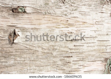 birch bark natural texture background