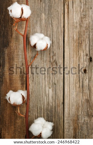 cotton organic plant buds closeup wooden background top view