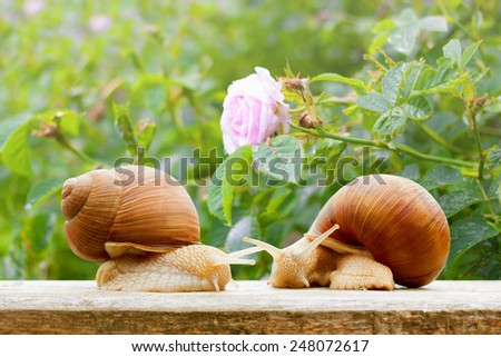 garden snails closeup rose wet spring background