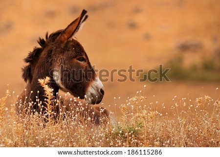 Donkey in donkey grass on brown background