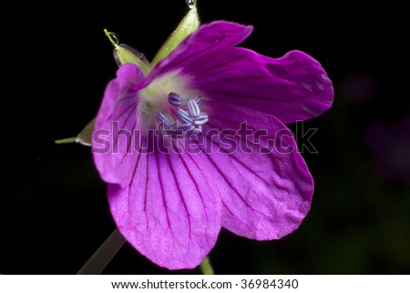 Purple forest flower