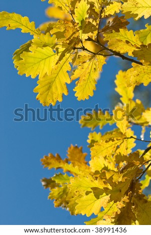 Yellow oak leaves on the blue sky background