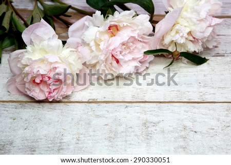 Stunning pink peonies on white rustic wooden background