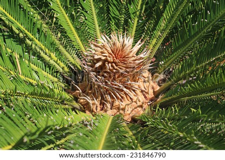Evergreen tropical ornamental plant