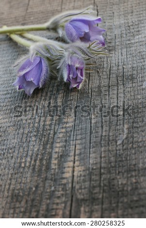 purple forest flowers on wooden background