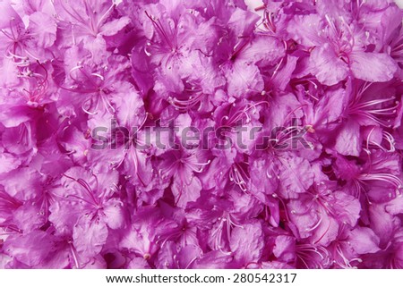 Purple floral background. Rhododendron