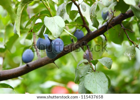 Ripe violet plum on branch outdoor nature