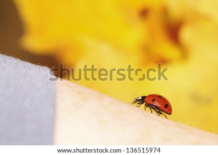 red ladybug on woman hand ladybird human skin nature spring