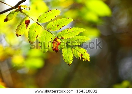 Early autumn leaves in the natural environment. Fall foliage in forest blurred background