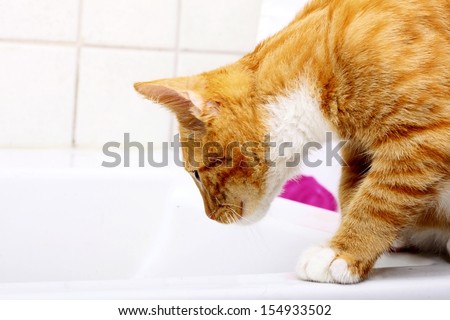 Animals at home - red cute little cat pet kitten in bathroom sink