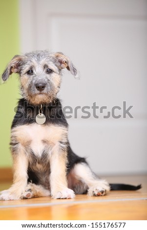 Animals At Home - Dog Cute Mutt Puppy Pet Sitting On Floor Indoor