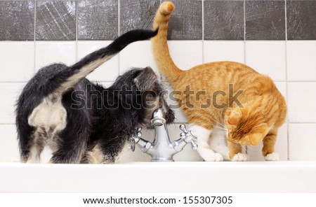 Animals pets at home dog puppy mutt and little red cat kitten playing together in bathroom sink