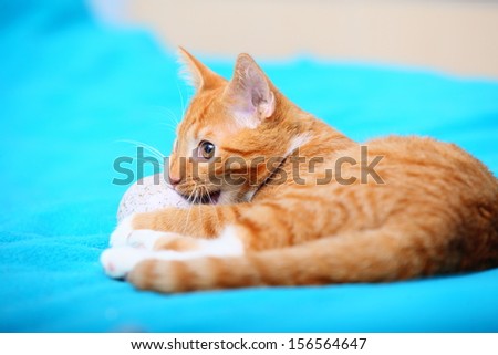 Animals at home. Red cute little baby cat pet kitten laying on bed playing with ball turquoise blanket