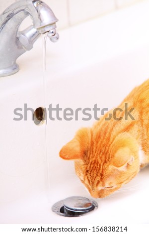 Animals at home - red cute little cat pet kitten in bathroom sink drinking water