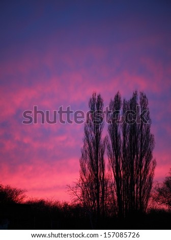 dramatic pink  purple sky and trees sunset or sunrise