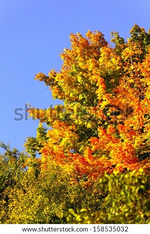 Beautiful autumn trees. Autumnal landscape. Fall tree against the blue sky.