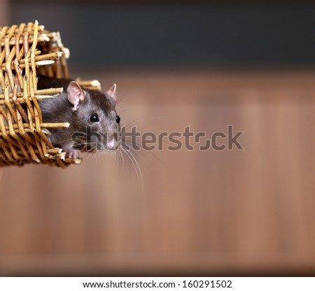 Animals at home. Friendly pet brown rat  in wicker basket indoor. Copy space for text
