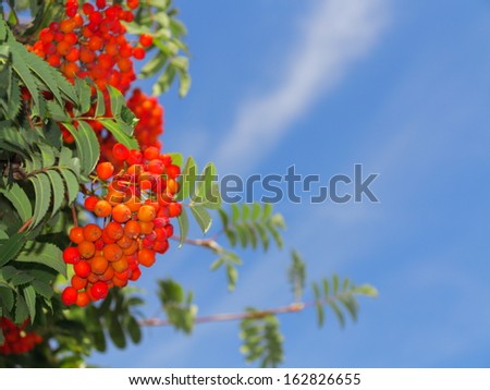 Autumn red rowan berries on a tree. Rowanberry ashberry in the fall in natural setting on blue sky background. Sorbus aucuparia.