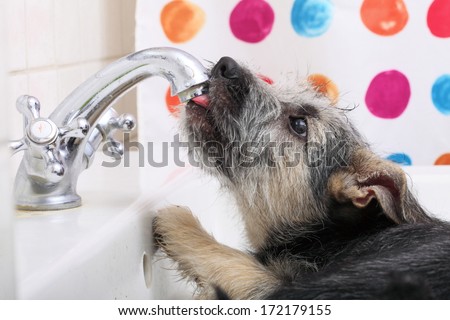 Animals At Home - Close Up Dog Funny Mutt Puppy Pet In Bathroom Sink Drinking Water