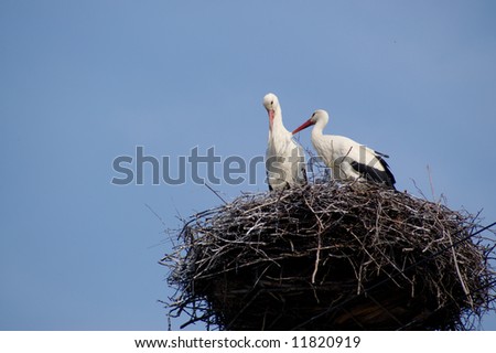 Two white storks in the nest on the blue sky. The symbol of spring to come, symbol of new life.