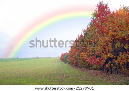 Green filed of winter grain crops - rainbow - for backgrounds