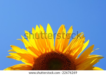 Yellow sunflower - clear summer blue sky.