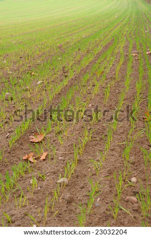 Green filed of winter grain crops for backgrounds