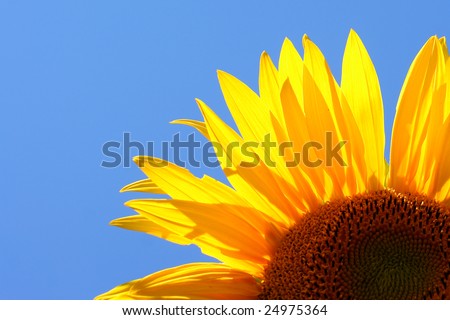Yellow sunflower - clear summer blue sky.