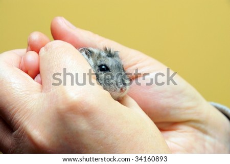 Dwarf hamster feeling safe in caring hands.