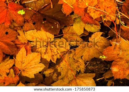 Colorful background of fallen autumn leaves. Orange brown wet autumnal foliage as backdrop wallpaper. Outdoor.