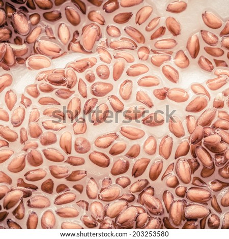 Nature. Closeup of cress seeds planted to grow on wet cotton as background. Plant and food ingredient. Square format.