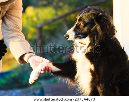 Dog paw and female hand doing a handshake outdoor. Sign of friendship between human and dog